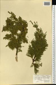 Juniperus chinensis var. sargentii A.Henry, Siberia, Russian Far East (S6) (Russia)