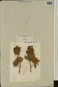 Aconitum napellus, Western Europe (EUR) (Italy)