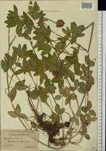 Trifolium pratense L., Eastern Europe, Lower Volga region (E9) (Russia)
