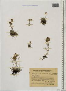 Omalotheca supina (L.) Cass., Caucasus, Stavropol Krai, Karachay-Cherkessia & Kabardino-Balkaria (K1b) (Russia)