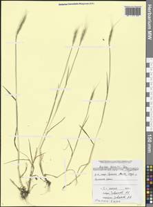 Aegilops tauschii Coss., Caucasus, Black Sea Shore (from Novorossiysk to Adler) (K3) (Russia)