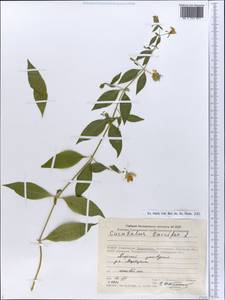 Silene baccifera (L.) Roth, Eastern Europe, Central forest-and-steppe region (E6) (Russia)