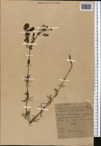Galium tricornutum Dandy, Middle Asia, Western Tian Shan & Karatau (M3) (Kyrgyzstan)