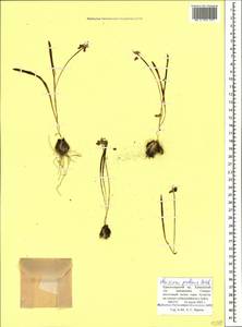 Muscari pallens (M.Bieb.) Fisch., Caucasus, Krasnodar Krai & Adygea (K1a) (Russia)