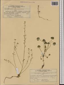 Cochlearia officinalis L., Western Europe (EUR) (Norway)