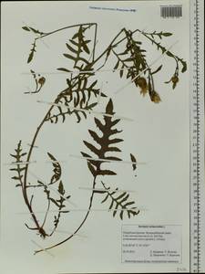Klasea centauroides subsp. centauroides, Siberia, Baikal & Transbaikal region (S4) (Russia)
