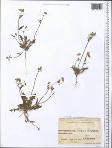 Asteraceae, Middle Asia, Syr-Darian deserts & Kyzylkum (M7) (Kazakhstan)