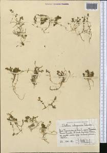 Stellaria schugnanica Schischk., Middle Asia, Pamir & Pamiro-Alai (M2) (Tajikistan)