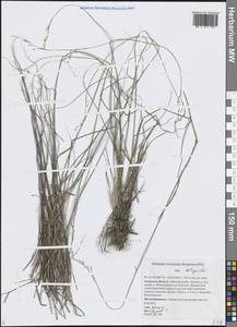 Poa attenuata Trin., Siberia, Russian Far East (S6) (Russia)