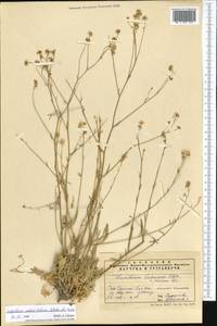 Lepidium subcordatum Botsch. & Vved., Middle Asia, Syr-Darian deserts & Kyzylkum (M7) (Uzbekistan)