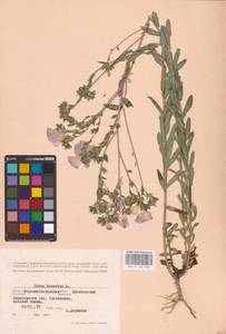 Linum hirsutum L., Eastern Europe, North Ukrainian region (E11) (Ukraine)