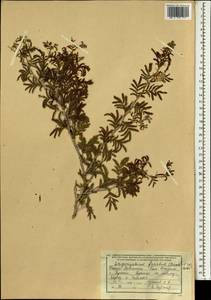 Prosopis farcta (Banks & Sol.)J.F.Macbr., South Asia, South Asia (Asia outside ex-Soviet states and Mongolia) (ASIA) (Afghanistan)