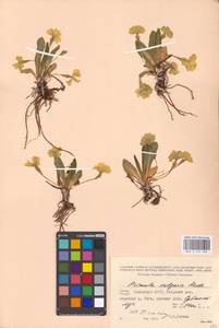 Primula vulgaris Huds., Caucasus, Georgia (K4) (Georgia)