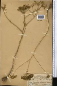 Oedibasis apiculata (Kar. & Kir.) Koso-Pol., Middle Asia, Western Tian Shan & Karatau (M3) (Tajikistan)