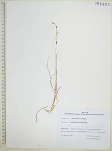 Triglochin maritima L., Siberia, Russian Far East (S6) (Russia)