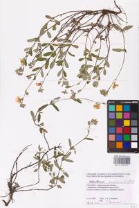 Helianthemum nummularium (L.) Mill., Eastern Europe, South Ukrainian region (E12) (Ukraine)