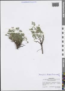 Herniaria incana Lam., Eastern Europe, Lower Volga region (E9) (Russia)