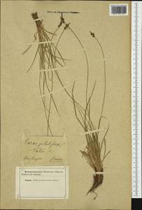 Carex pilulifera L., Western Europe (EUR) (Not classified)