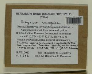 Platyhypnum norvegicum (Schimp.) Ochyra, Bryophytes, Bryophytes - Russian Far East (excl. Chukotka & Kamchatka) (B20) (Russia)