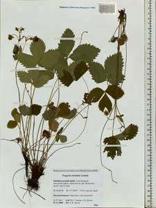 Fragaria orientalis Losinsk., Siberia, Baikal & Transbaikal region (S4) (Russia)