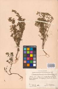 Chaenorhinum minus (L.) Lange, Eastern Europe, Moscow region (E4a) (Russia)