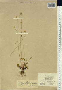 Parnassia palustris L., Siberia, Yakutia (S5) (Russia)