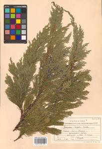 Juniperus chinensis var. sargentii A. Henry, Siberia, Russian Far East (S6) (Russia)