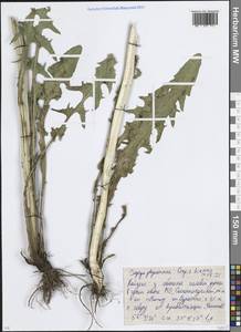 Crepis biennis L., Eastern Europe, Moscow region (E4a) (Russia)