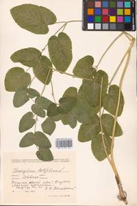 Laserpitium latifolium L., Eastern Europe, West Ukrainian region (E13) (Ukraine)