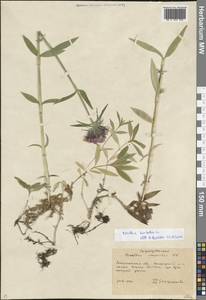 Dianthus barbatus subsp. compactus (Kit.) Heuff., Eastern Europe, West Ukrainian region (E13) (Ukraine)