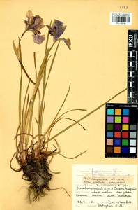 Iris sanguinea Donn ex Hornem., Siberia, Baikal & Transbaikal region (S4) (Russia)