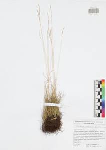 Festuca valesiaca Schleich. ex Gaudin, Eastern Europe, Central region (E4) (Russia)