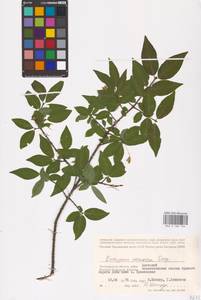 Euonymus verrucosus Scop., Eastern Europe, Lower Volga region (E9) (Russia)