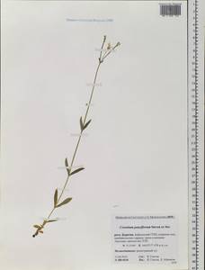 Cerastium pauciflorum Stev. ex Ser., Siberia, Baikal & Transbaikal region (S4) (Russia)