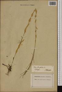 Turritis glabra L., Western Europe (EUR) (Germany)