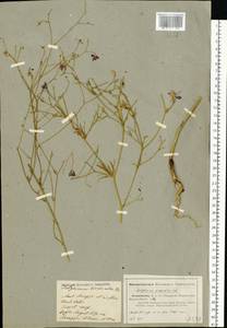 Delphinium consolida subsp. divaricatum (Ledeb.) A. Nyár., Eastern Europe, Lower Volga region (E9) (Russia)