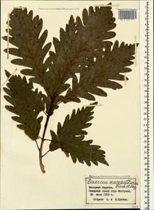 Quercus macranthera Fisch. & C.A.Mey. ex Hohen., Caucasus, Azerbaijan (K6) (Azerbaijan)