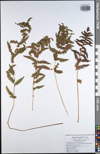 Thelypteris palustris (Salisb.) Schott, Eastern Europe, Central region (E4) (Russia)