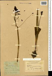 Bellevalia speciosa Woronow ex Grossh., Caucasus, Stavropol Krai, Karachay-Cherkessia & Kabardino-Balkaria (K1b) (Russia)