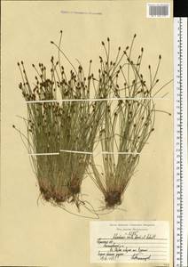 Eleocharis ovata (Roth) Roem. & Schult., Eastern Europe, Central region (E4) (Russia)
