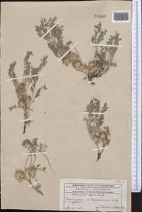 Astragalus roseus Ledeb., Middle Asia, Muyunkumy, Balkhash & Betpak-Dala (M9) (Kazakhstan)