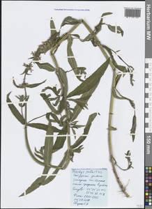 Stachys palustris L., Crimea (KRYM) (Russia)