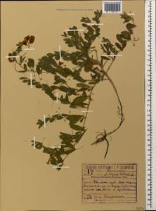 Lathyrus tuberosus L., Caucasus, Krasnodar Krai & Adygea (K1a) (Russia)