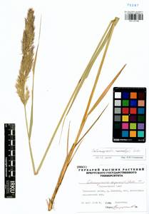 Calamagrostis macrolepis Litv., Siberia, Altai & Sayany Mountains (S2) (Russia)