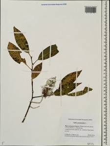 Salix pentandra L., Eastern Europe, Central forest region (E5) (Russia)