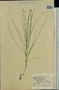 Equisetum palustre L., Eastern Europe, Central forest region (E5) (Russia)
