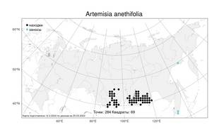 Artemisia anethifolia Weber ex Stechm., Atlas of the Russian Flora (FLORUS) (Russia)