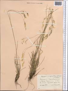 Piptatherum songaricum (Trin. & Rupr.) Roshev., Middle Asia, Muyunkumy, Balkhash & Betpak-Dala (M9) (Kazakhstan)