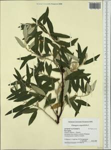 Elaeagnus angustifolia, Western Europe (EUR) (Bulgaria)