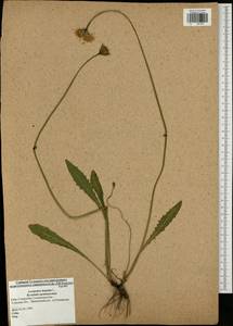 Leontodon hispidus L., Eastern Europe, Central region (E4) (Russia)